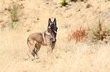 MALINOIS 208